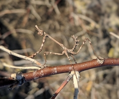 Empusa pennicornis