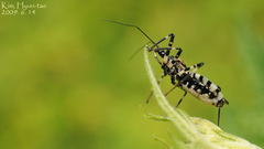 Sphedanolestes impressicollis
