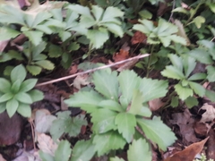 Pachysandra