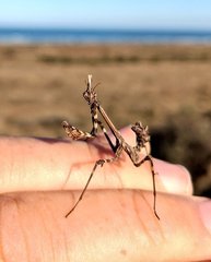 Empusa pennicornis