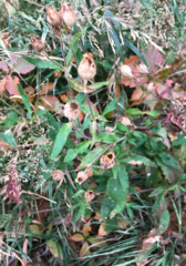 Saponaria officinalis