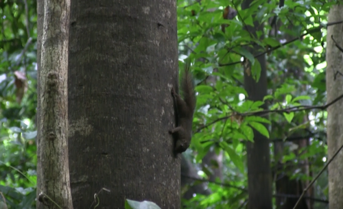 Celebes Dwarf Squirrel