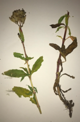 Saponaria officinalis