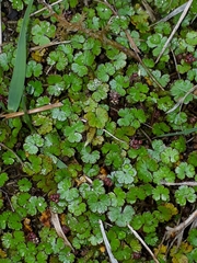 Hydrocotyle microphylla