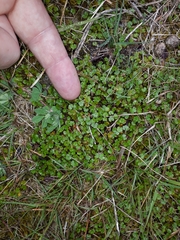 Hydrocotyle microphylla