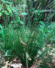 Juncus interior