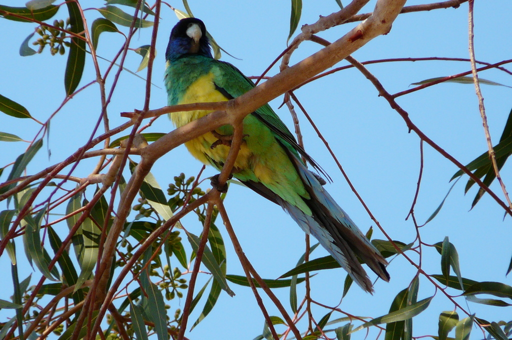 Australian Ringneck from Connellan NT 0873, Australia on July 12, 2009 ...