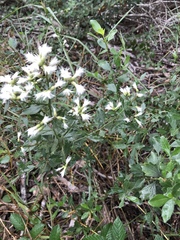 Baccharis halimifolia image