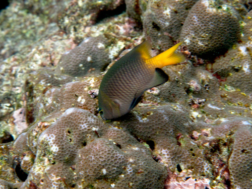 Stegastes insularis observed 2023-04-29