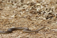Pseudechis australis