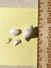 Rabdotus dealbatus dealbatus