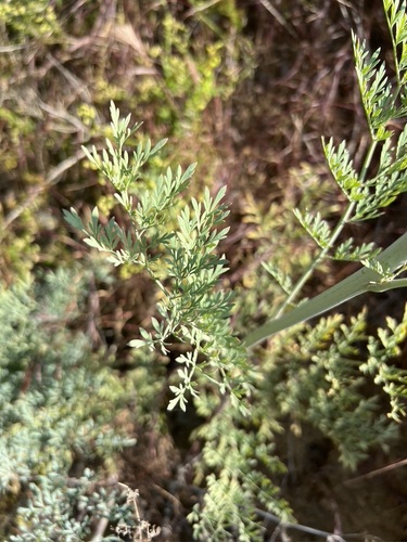 Image of Ehrendorferia ochroleuca by no rights reserved
