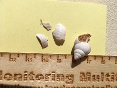 Rabdotus dealbatus dealbatus