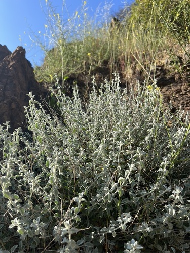 Image of Brickellia nevinii by no rights reserved