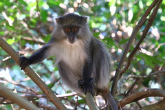 Cercopithecus mitis erythrarchus