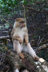 Cercopithecus mitis erythrarchus