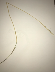 Thinopyrum intermedium