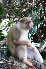 Cercopithecus mitis erythrarchus