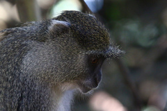 Cercopithecus mitis erythrarchus