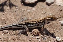 Ctenophorus maculatus