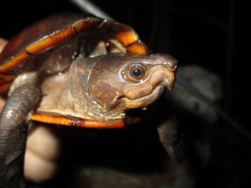 Creaser’s Mud Turtle, Kinosternon creaseri
