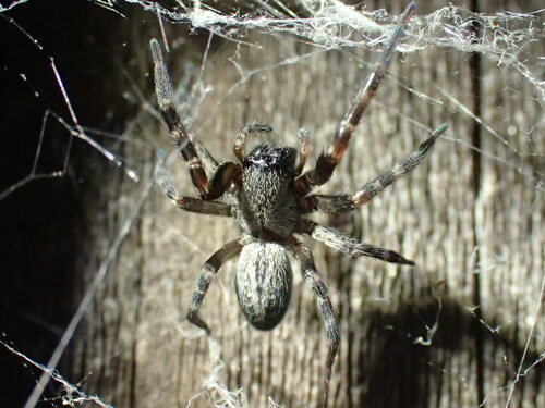 Grey House Spider photo 6