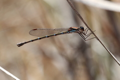 Austrolestes aleison