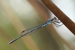 Austrolestes aleison