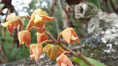 Polystachya sandersonii