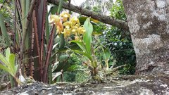 Polystachya sandersonii