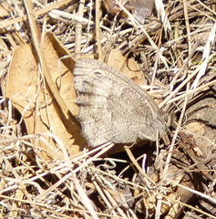 Cercyonis sthenele