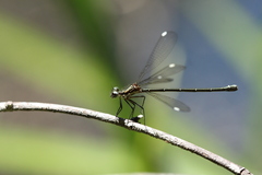 Miniargiolestes minimus