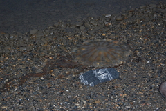 Chrysaora melanaster