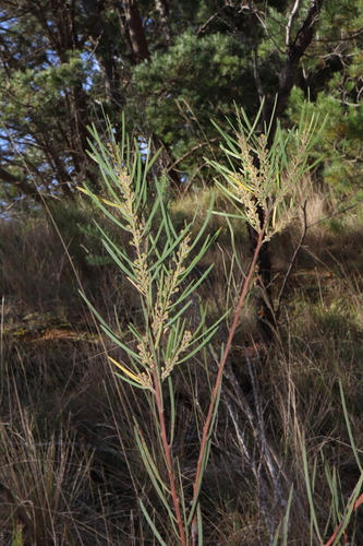 Image of Acacia elongata by (c) Thomas Mesaglio, some rights reserved (CC BY)
