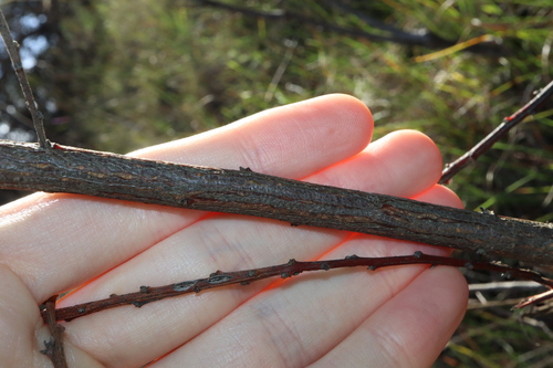 Image of Acacia elongata by (c) Thomas Mesaglio, some rights reserved (CC BY)