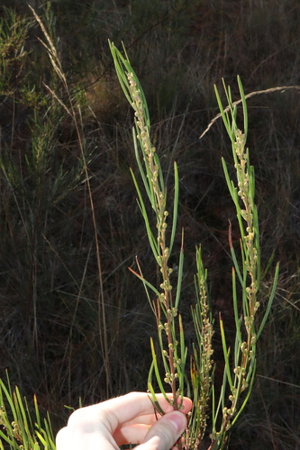 Image of Acacia elongata by (c) Thomas Mesaglio, some rights reserved (CC BY)