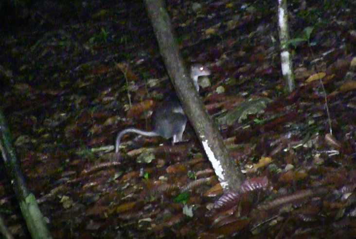 Brown Dorcopsis