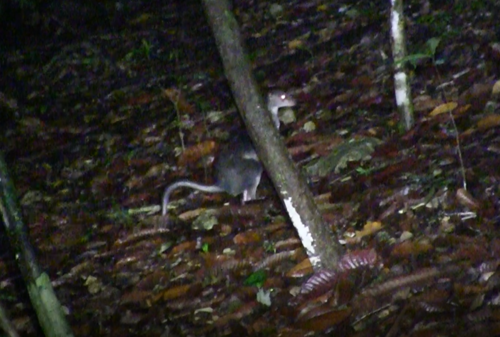 Brown Dorcopsis
