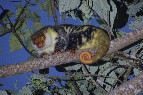 ワイゲオブチクスクス