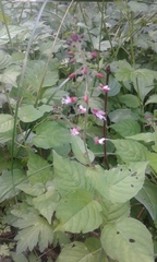 Circaea × intermedia
