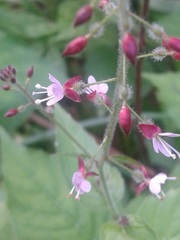 Circaea × intermedia