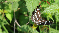 Neptis pryeri