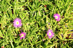 Carpobrotus dimidiatus