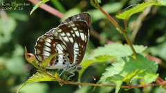 Neptis pryeri