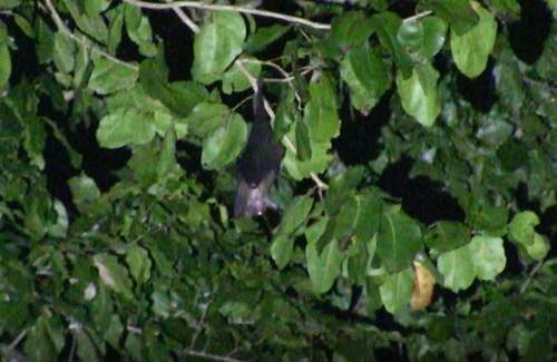 Moluccan Naked-backed Fruit Bat