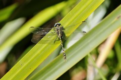 Austrogomphus collaris