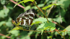 Neptis pryeri