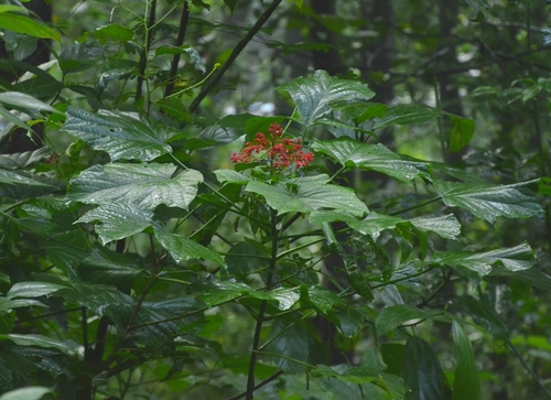 Clerodendrum paniculatum