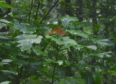 Clerodendrum paniculatum