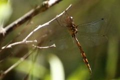 Hemicordulia australiae